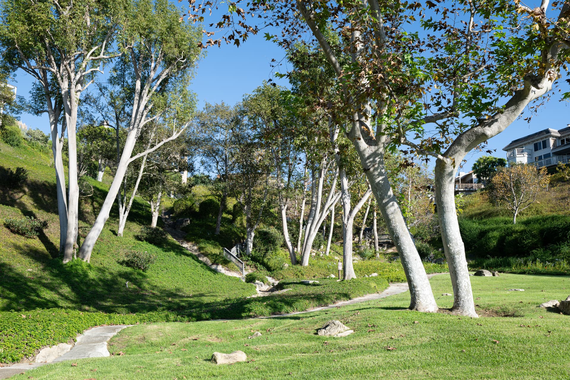 Tree-lined greenbelt with pathways winding through Harbor Ridge