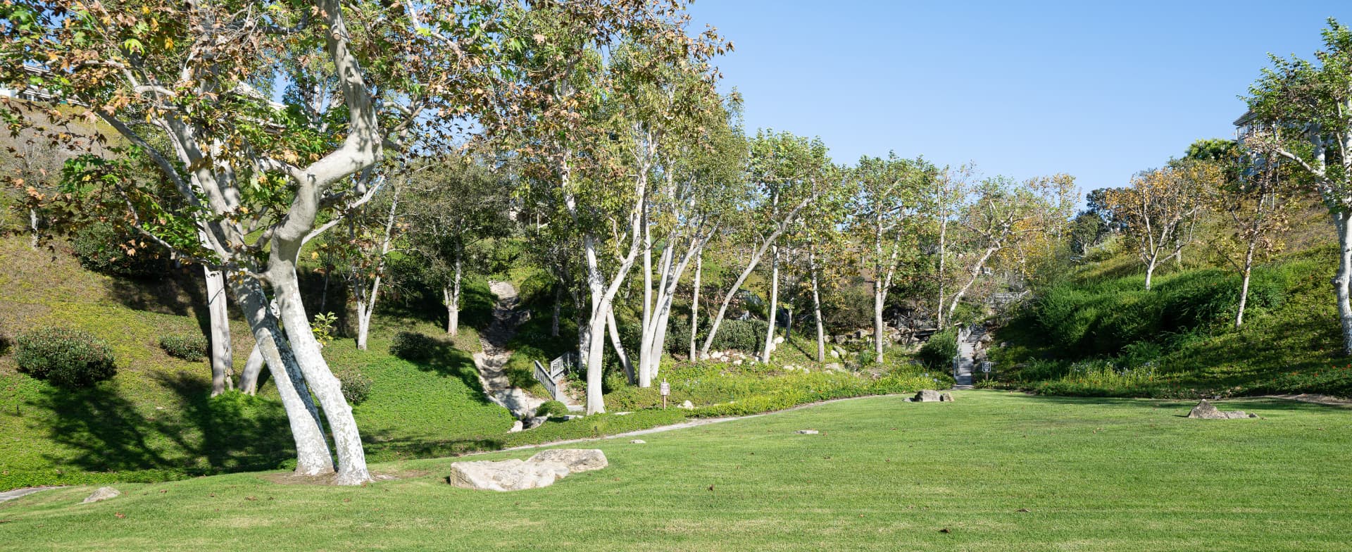 Greenbelt park lawn with sycamore trees and walking trails